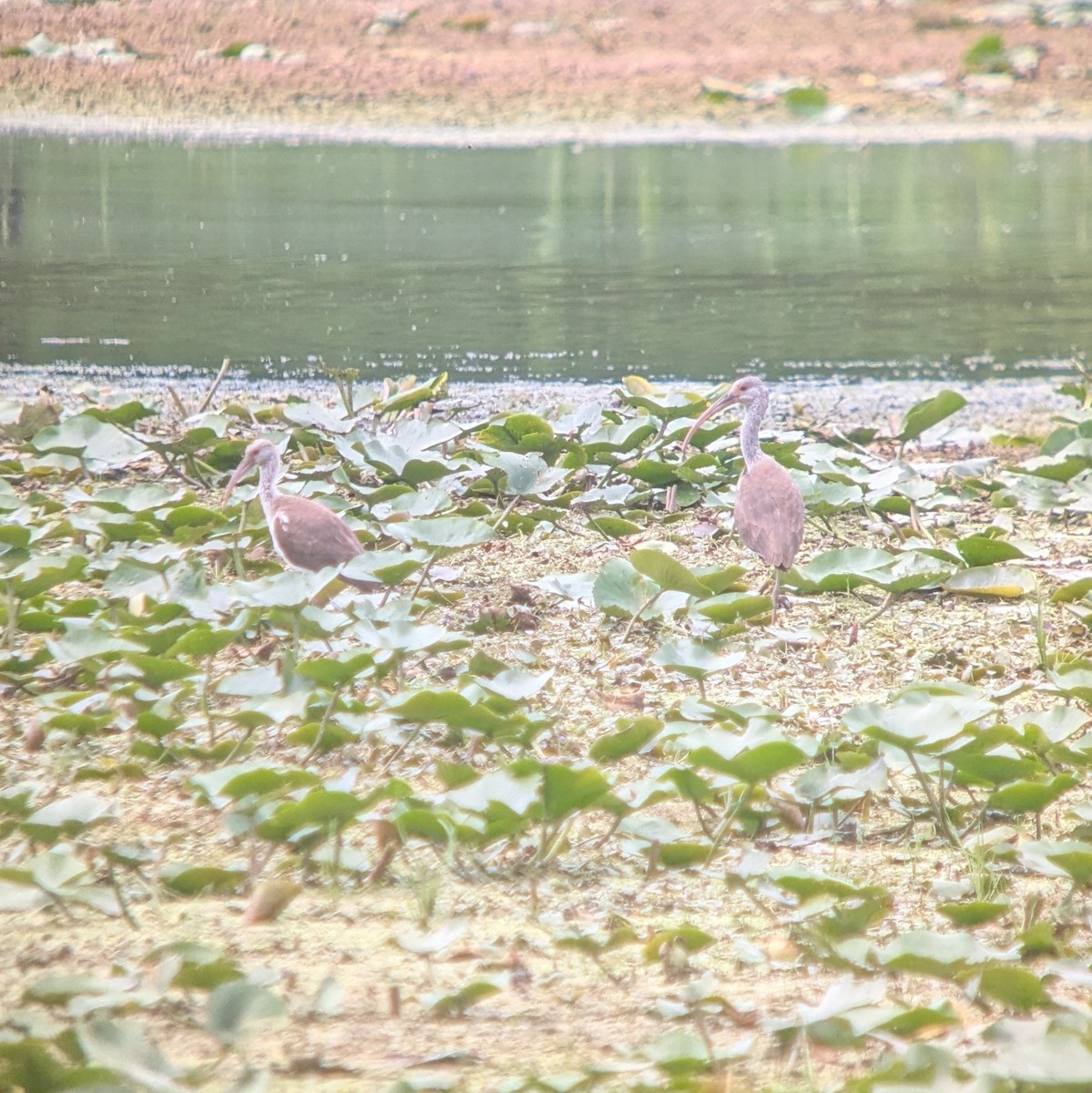 White Ibis - ML640922117