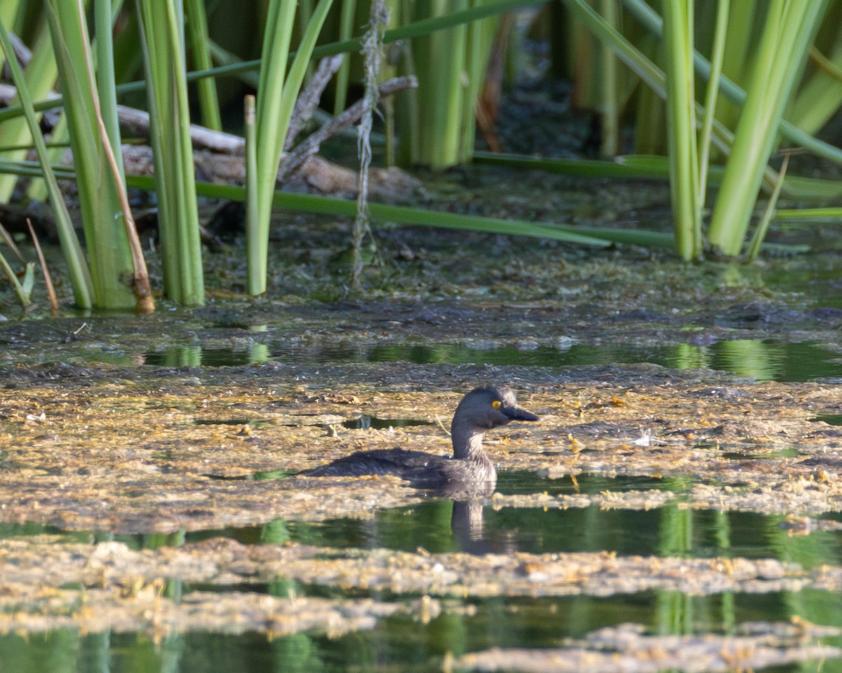 Least Grebe - ML640922237