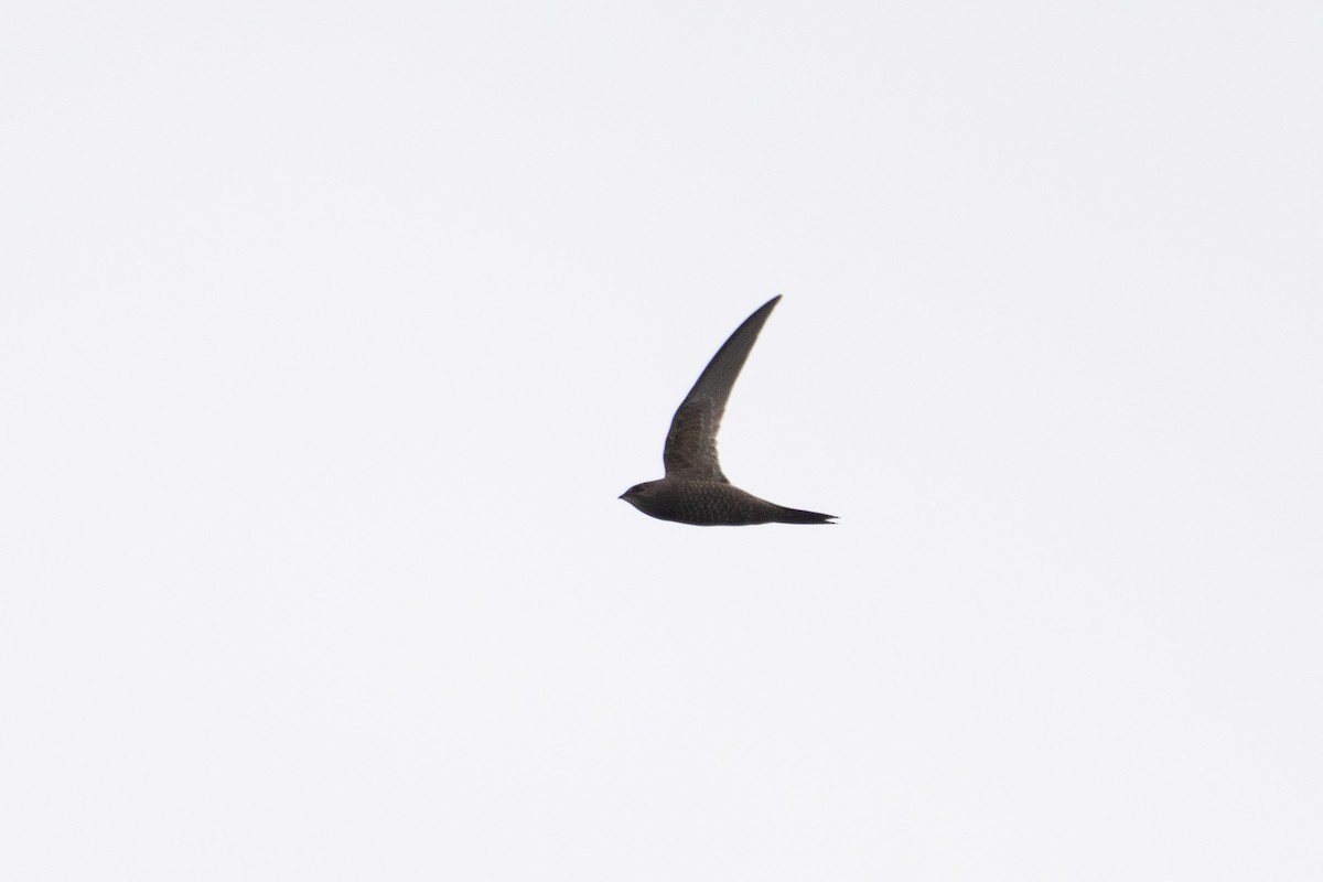 Mottled Swift - ML640922242