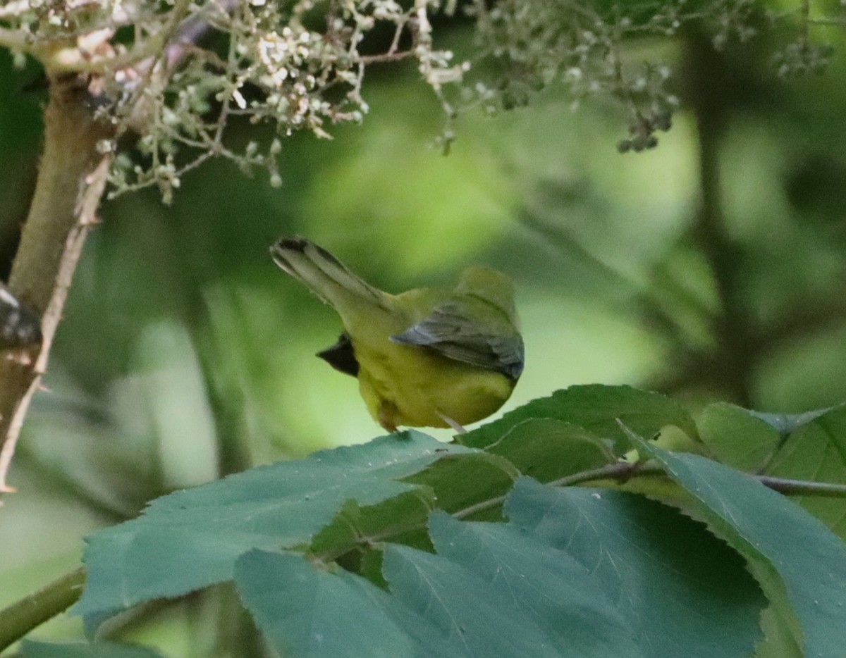 Hooded Warbler - ML640922243
