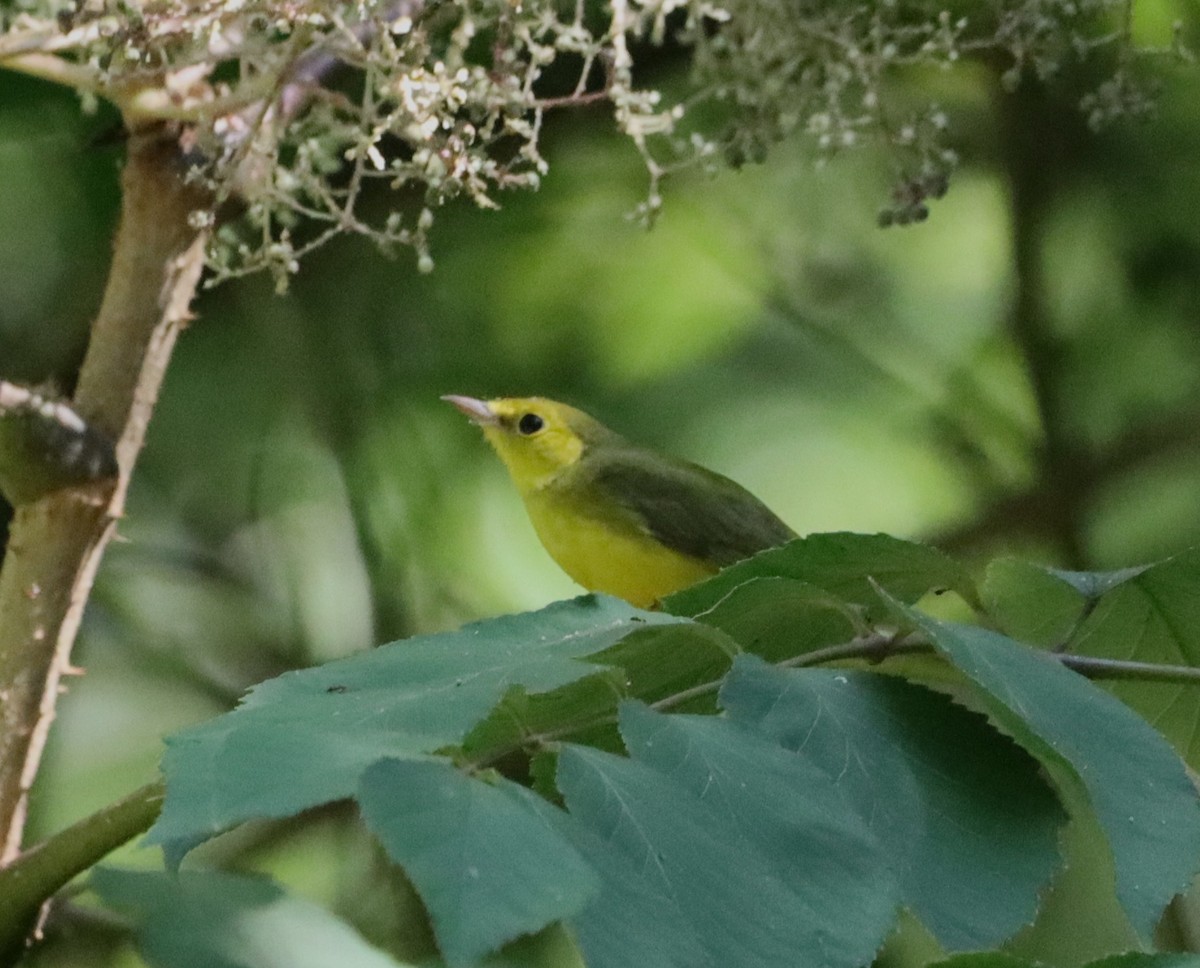 Hooded Warbler - ML640922260