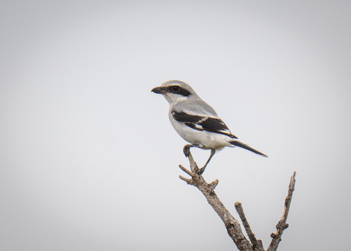 Loggerhead Shrike - ML640922274