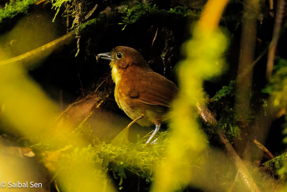 Yellow-breasted Antpitta - ML640922280