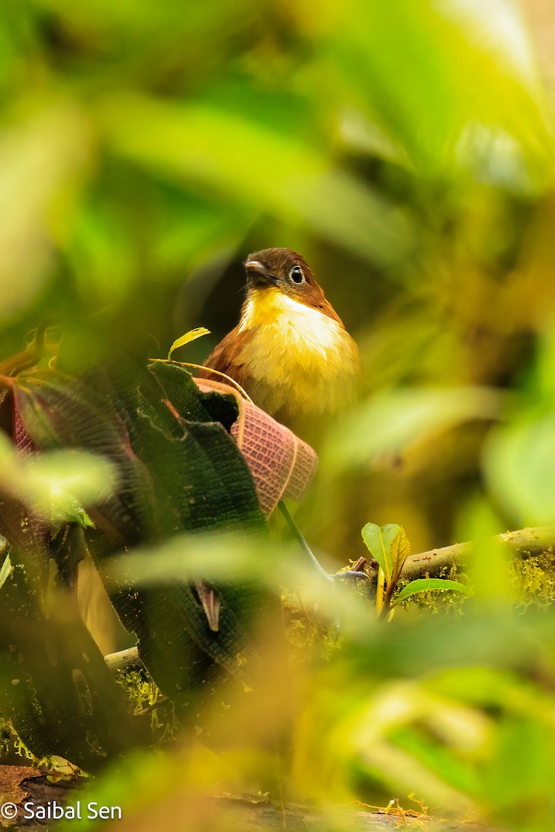 Yellow-breasted Antpitta - ML640922281