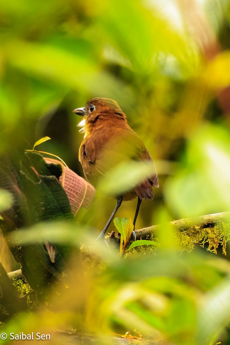 Yellow-breasted Antpitta - ML640922282