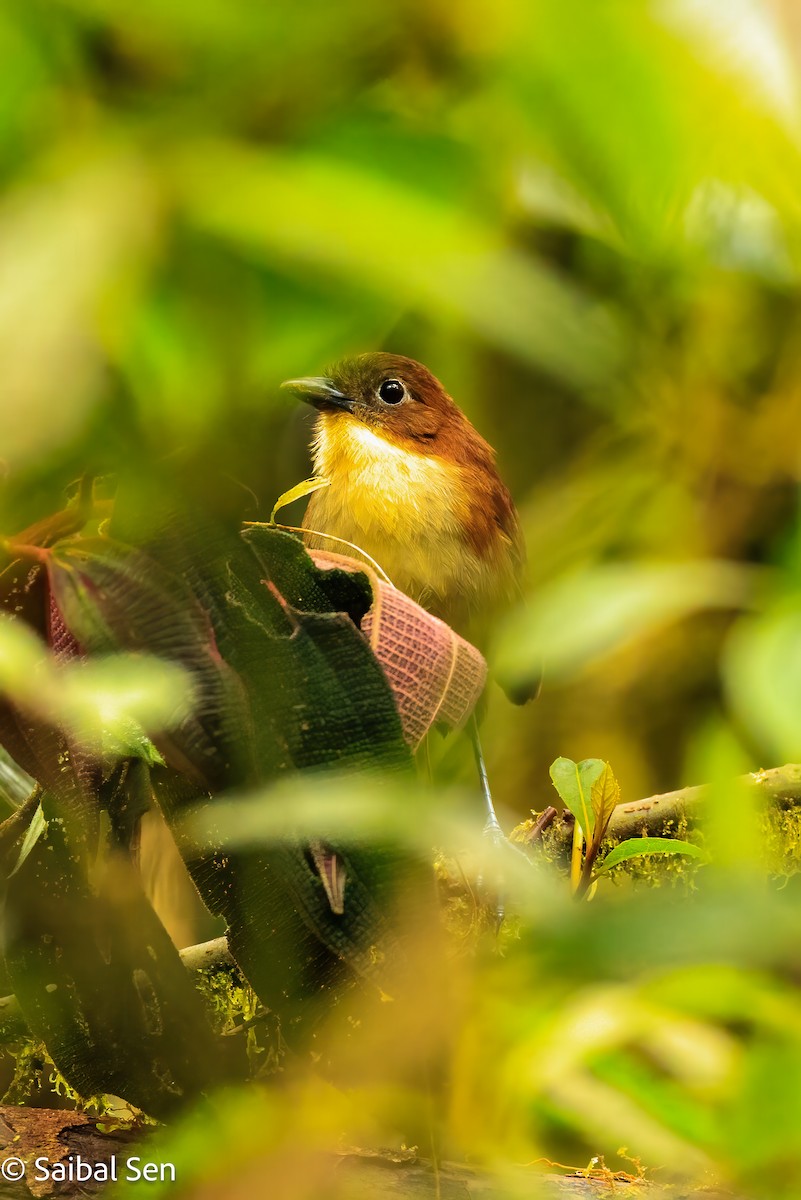 Yellow-breasted Antpitta - ML640922283
