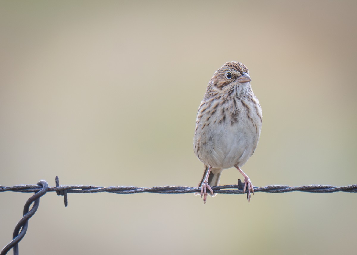Vesper Sparrow - ML640922285