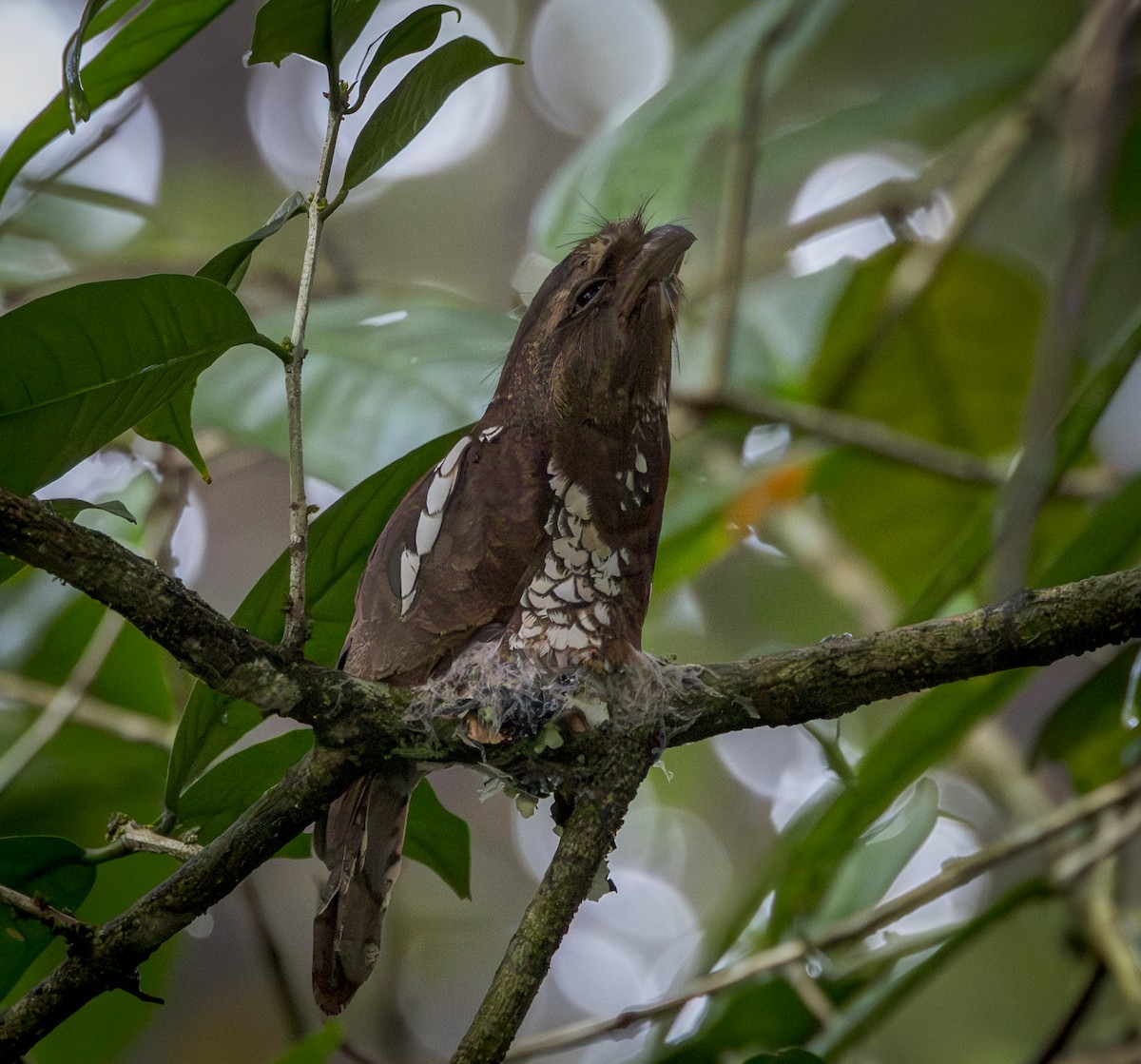 Bornean Frogmouth - ML640922304