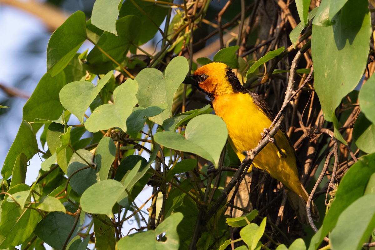 Black-necked Weaver - ML640922310
