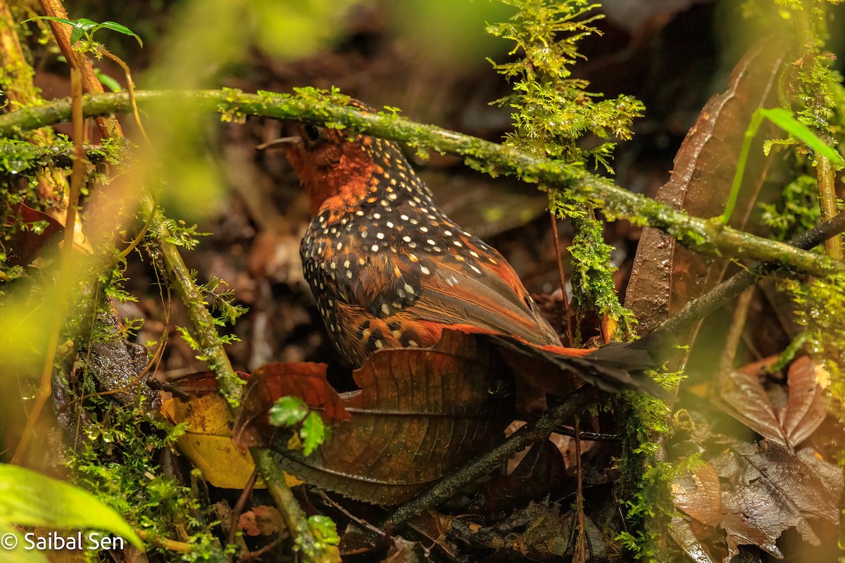 Ocellated Tapaculo - ML640922328