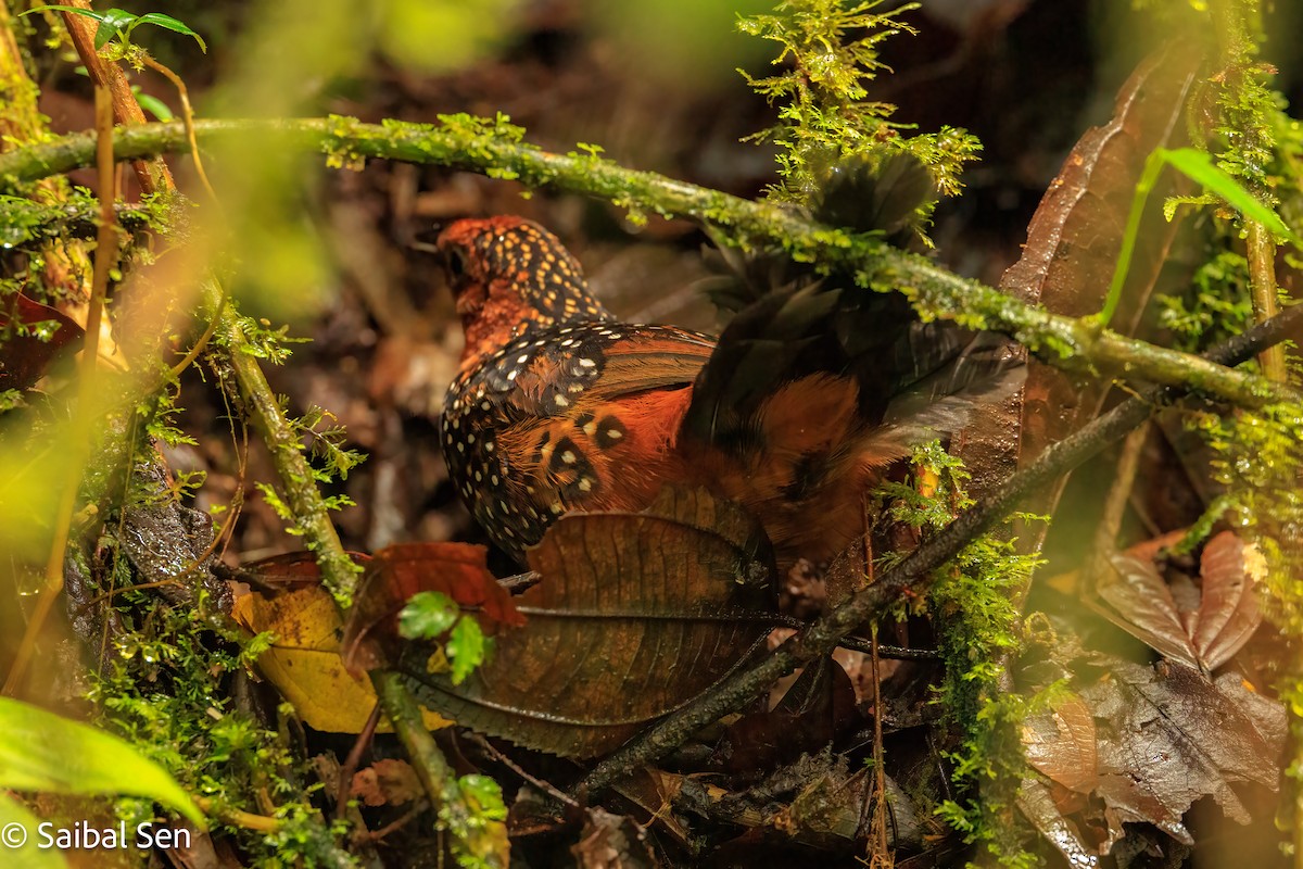 Ocellated Tapaculo - ML640922329
