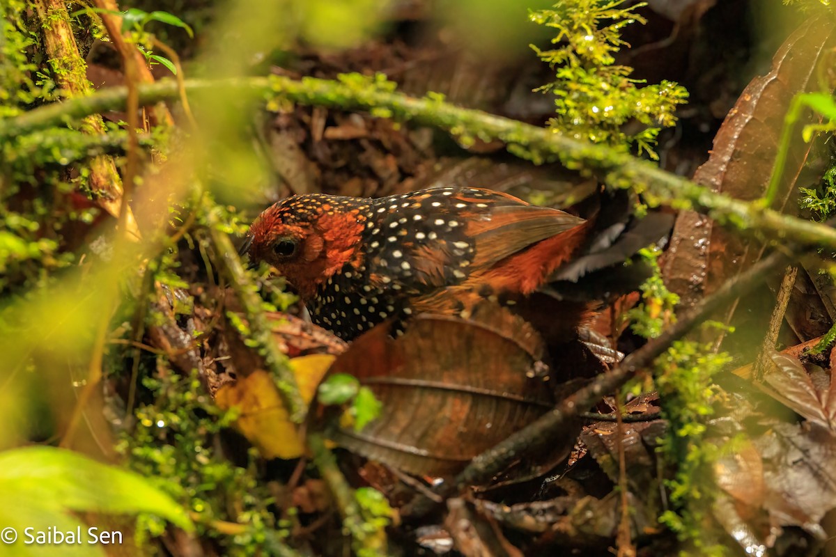 Ocellated Tapaculo - ML640922330