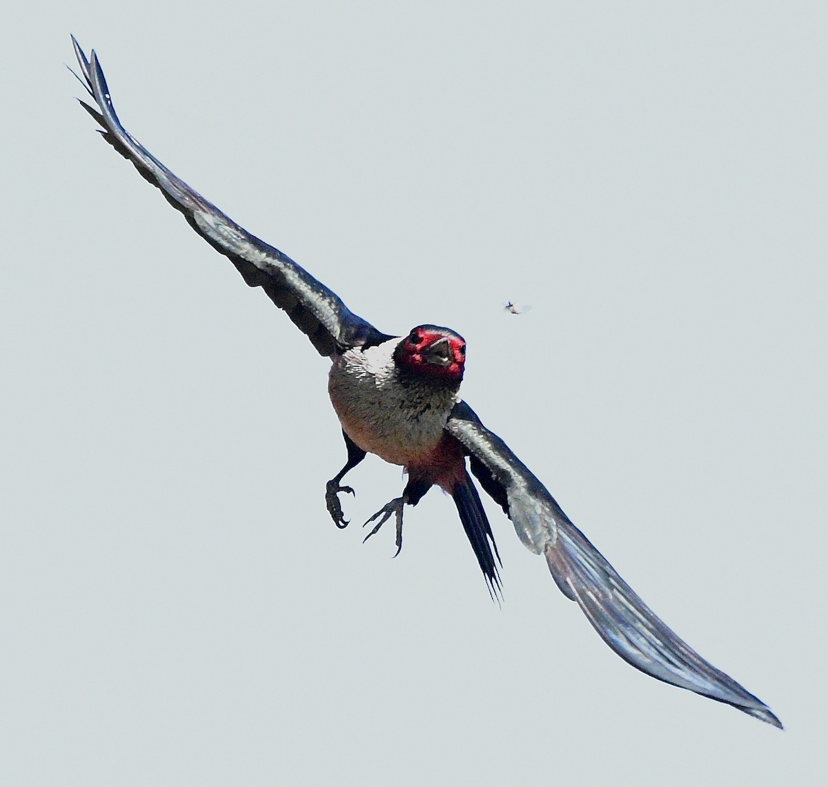 Lewis's Woodpecker - ML640922375