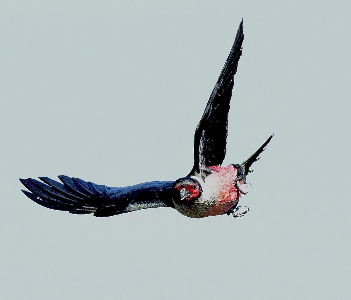 Lewis's Woodpecker - ML640922377