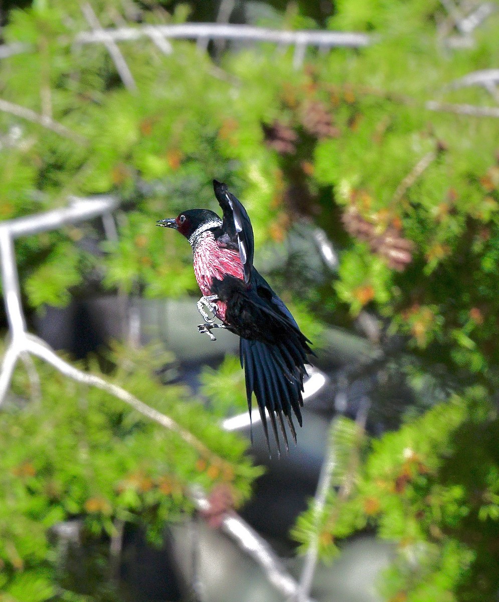 Lewis's Woodpecker - ML640922378