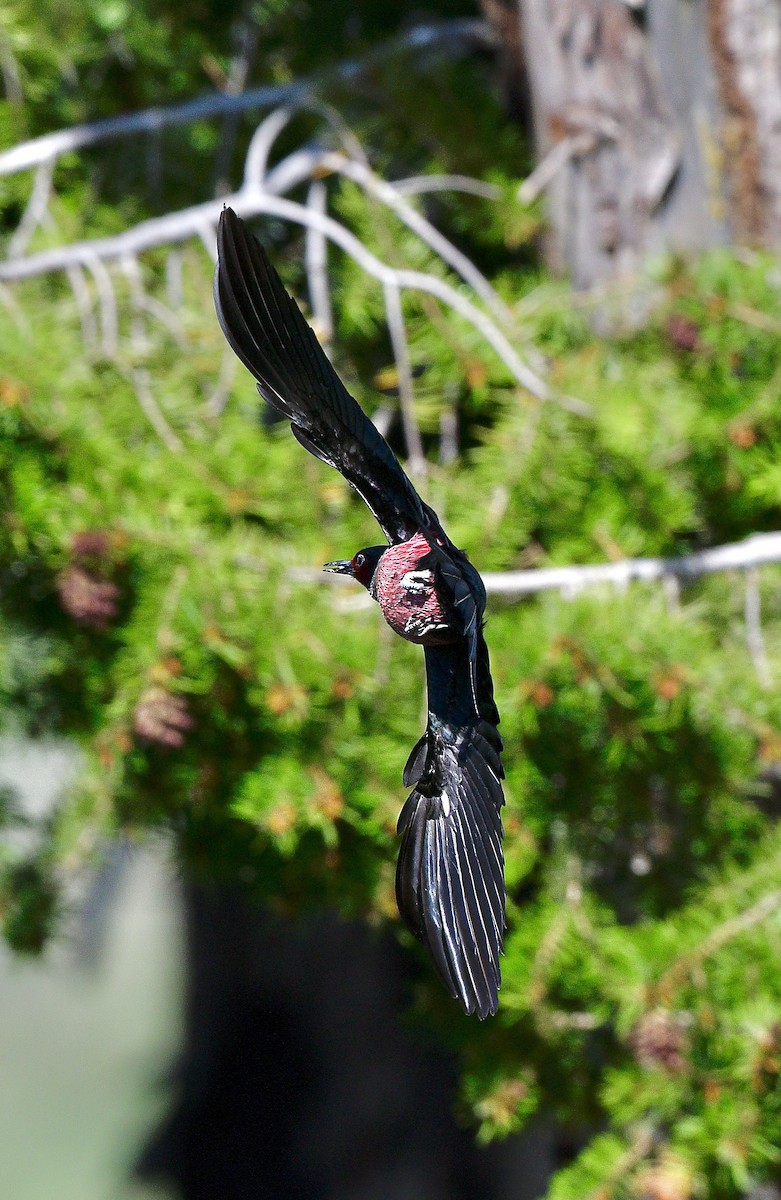 Lewis's Woodpecker - ML640922380
