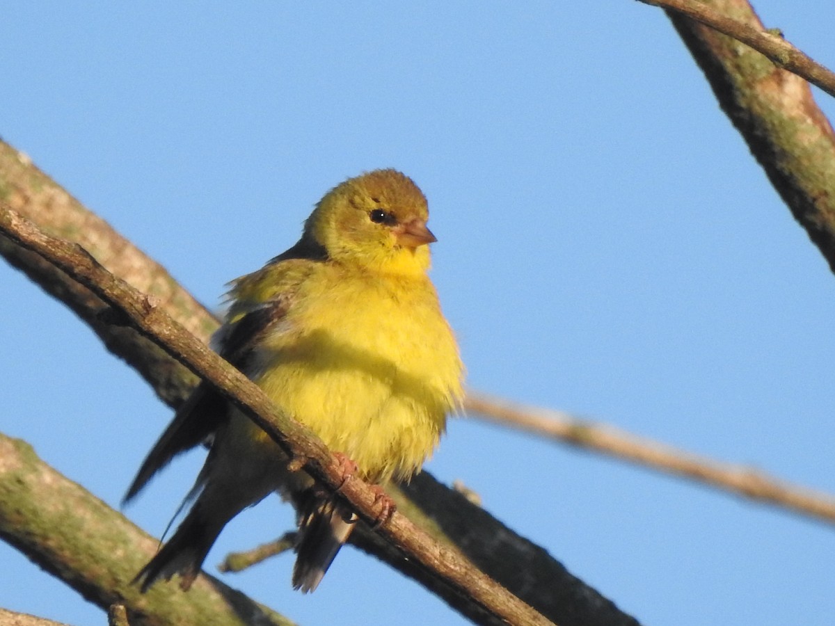 Chardonneret jaune - ML640922394