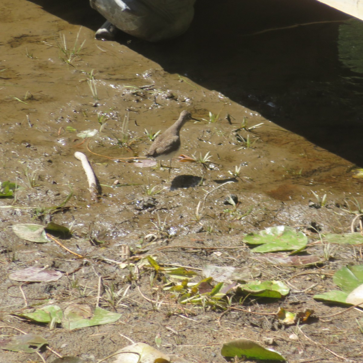 Solitary Sandpiper - ML640922401