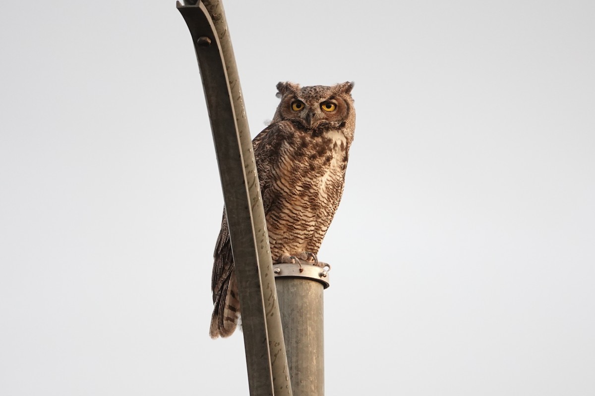 Great Horned Owl - ML640922411