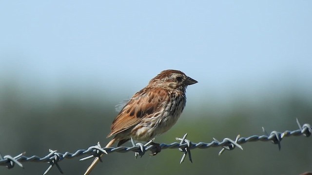 Song Sparrow - ML640922434