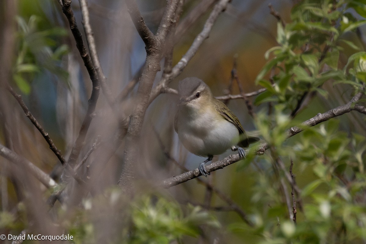 Red-eyed Vireo - ML640922440