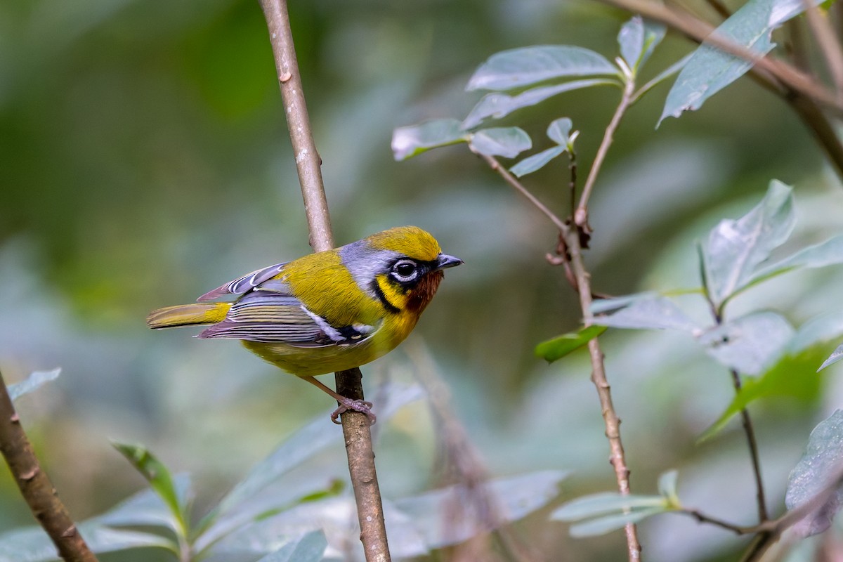 Black-eared Shrike-Babbler - ML640922476