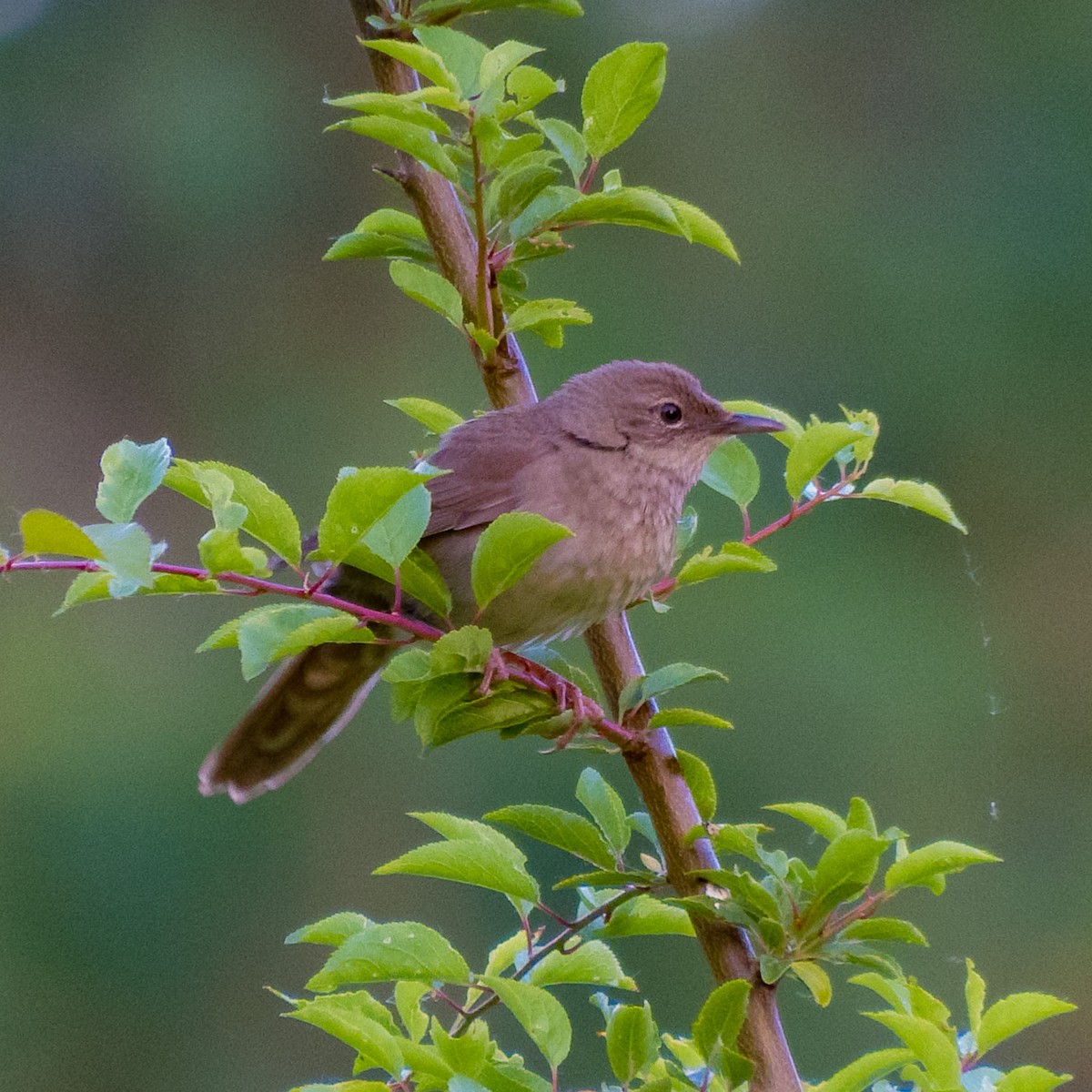 River Warbler - ML640922488