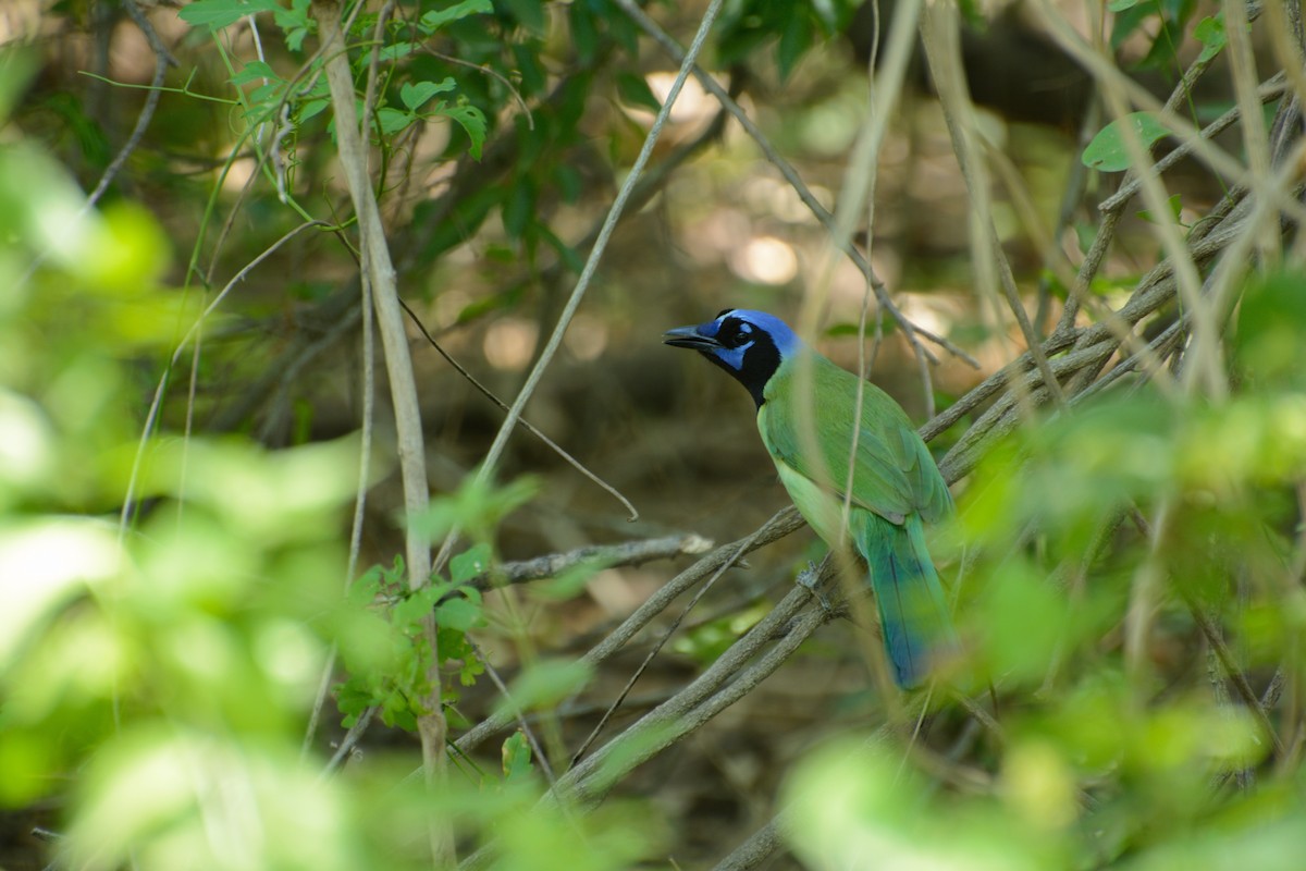 Green Jay - ML640922491