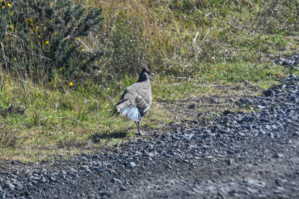 Kalij Pheasant - ML640922495