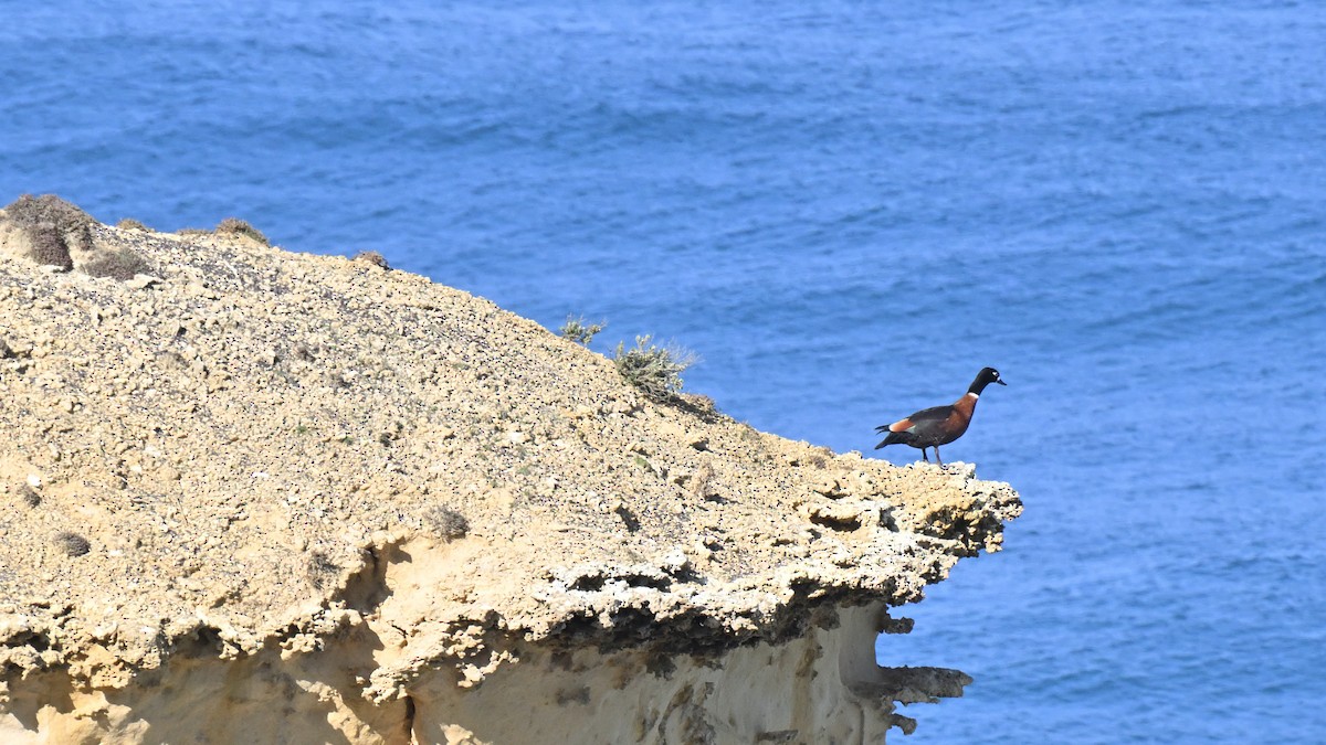 Tadorne d'Australie - ML640922517