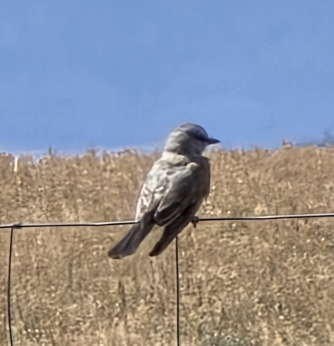 Western Kingbird - ML640922535