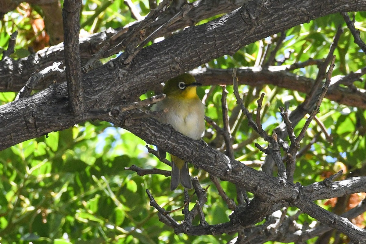 Japanbrillenvogel - ML640922563
