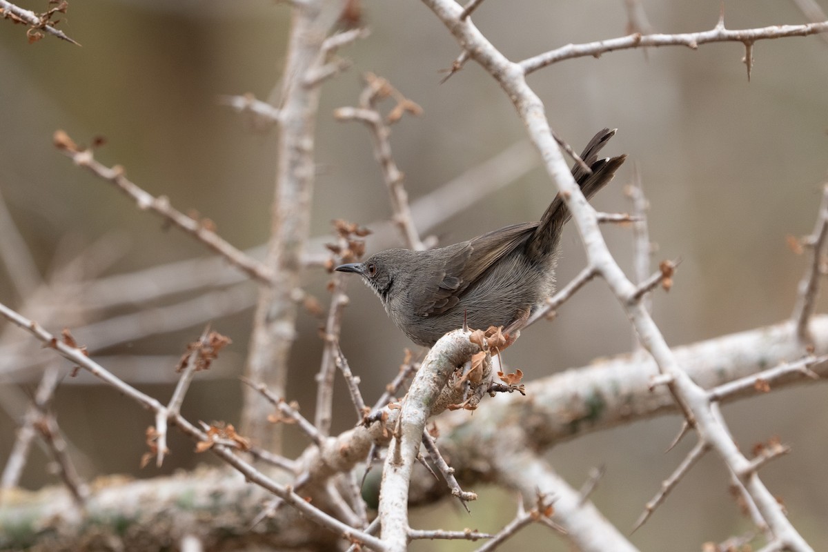 Gray Wren-Warbler - ML640922569