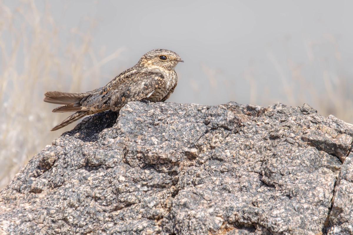 Lesser Nighthawk - ML640922595