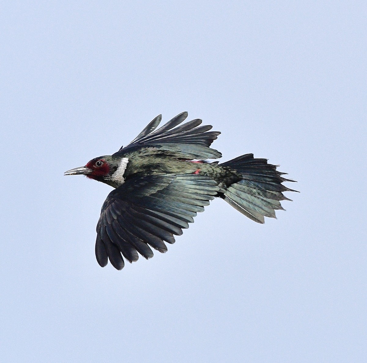 Lewis's Woodpecker - ML640922599
