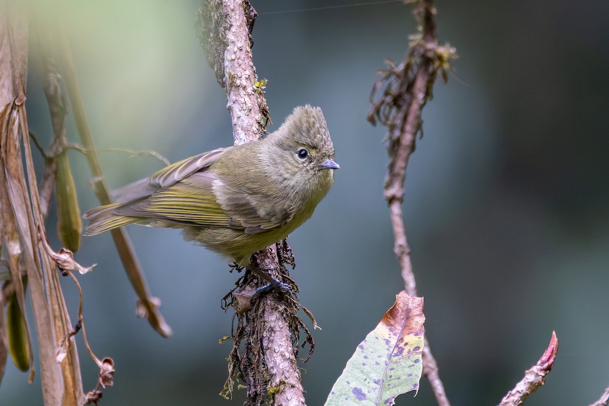 Yellow-browed Tit - ML640922604