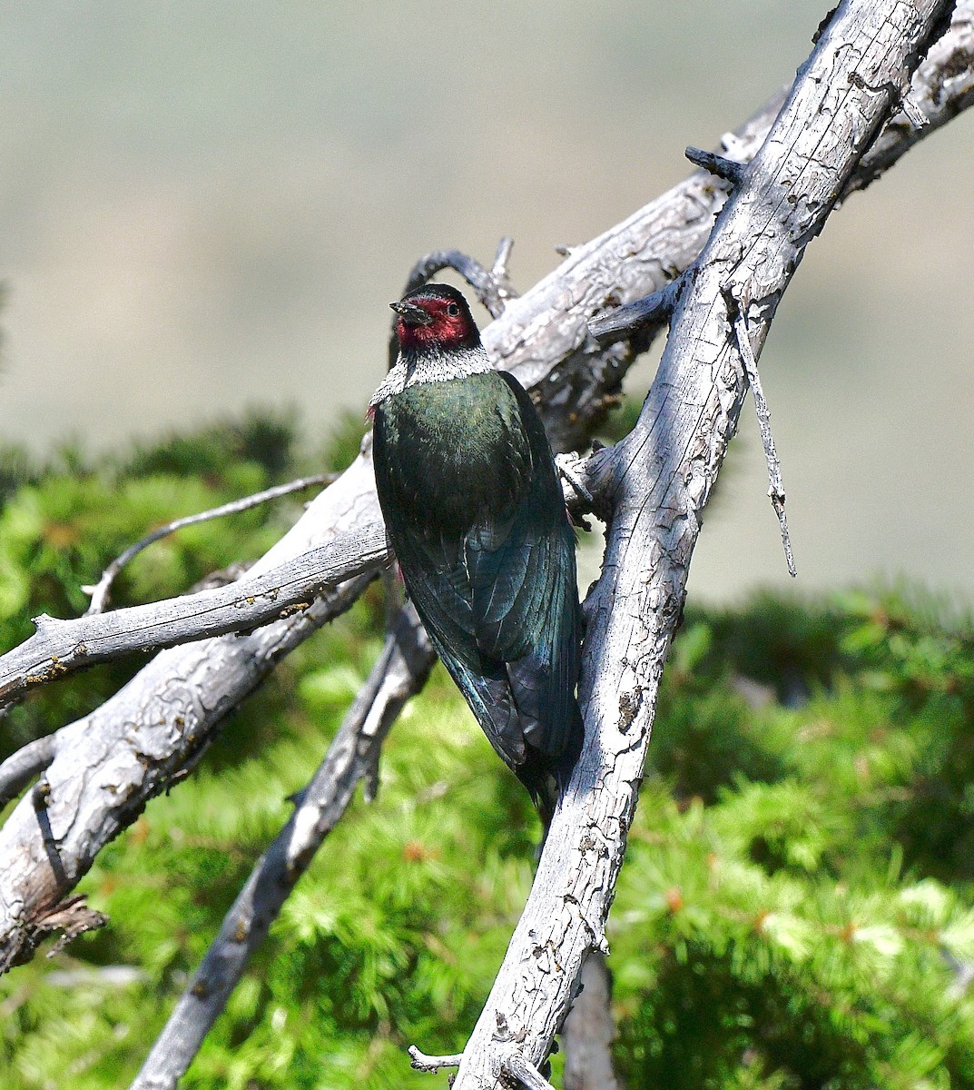 Lewis's Woodpecker - ML640922626