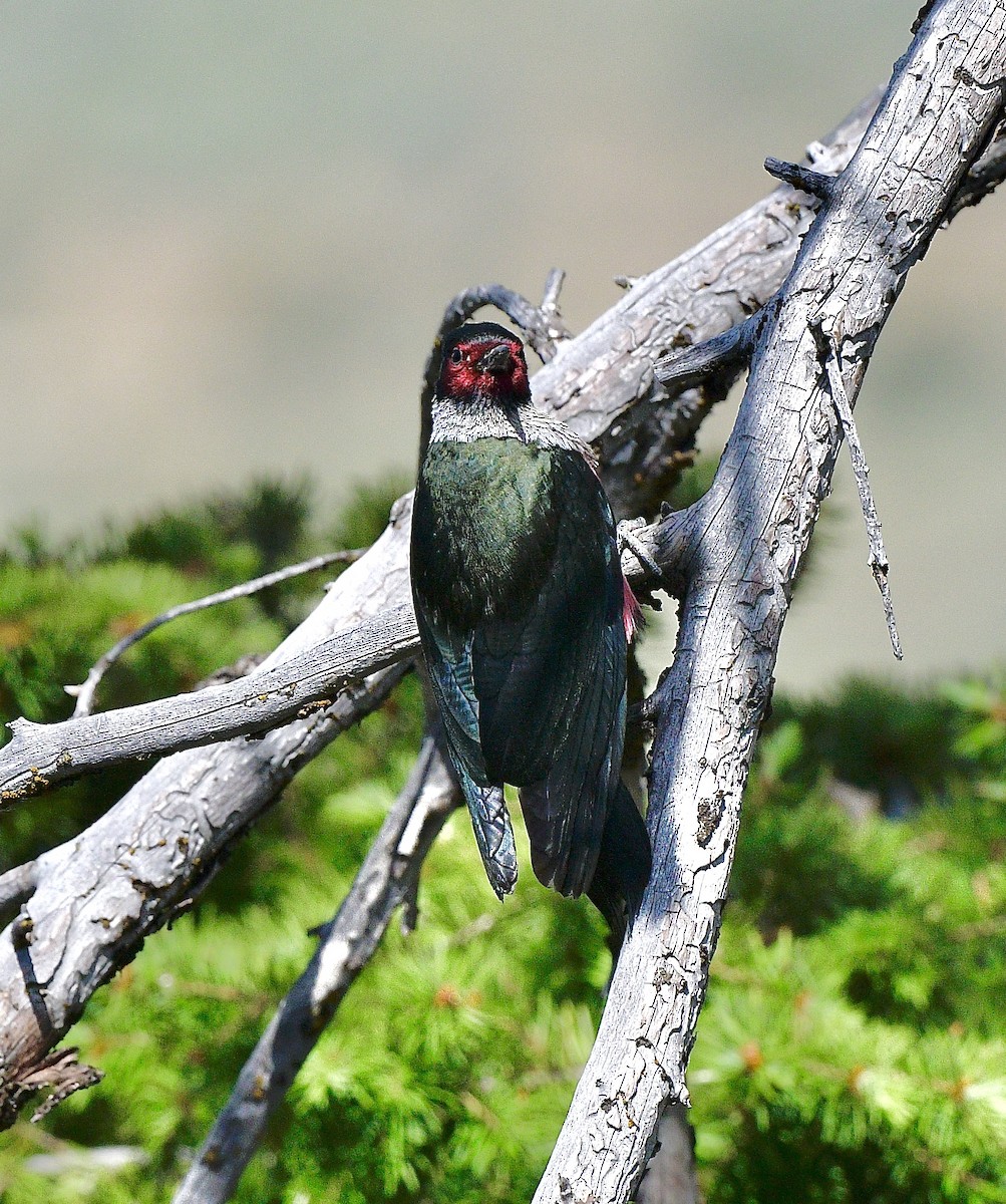 Lewis's Woodpecker - ML640922628