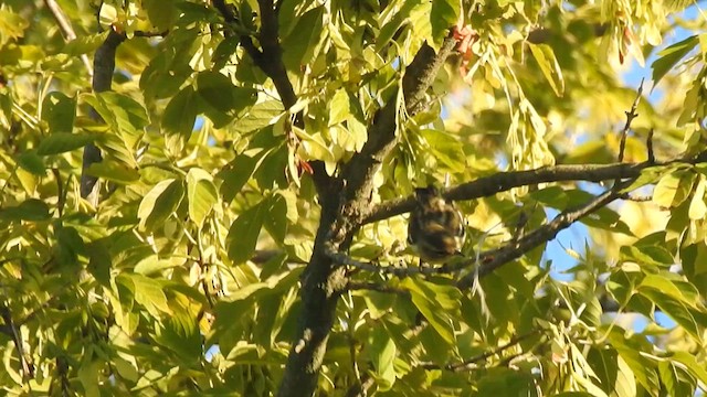 Blackburnian Warbler - ML640922652