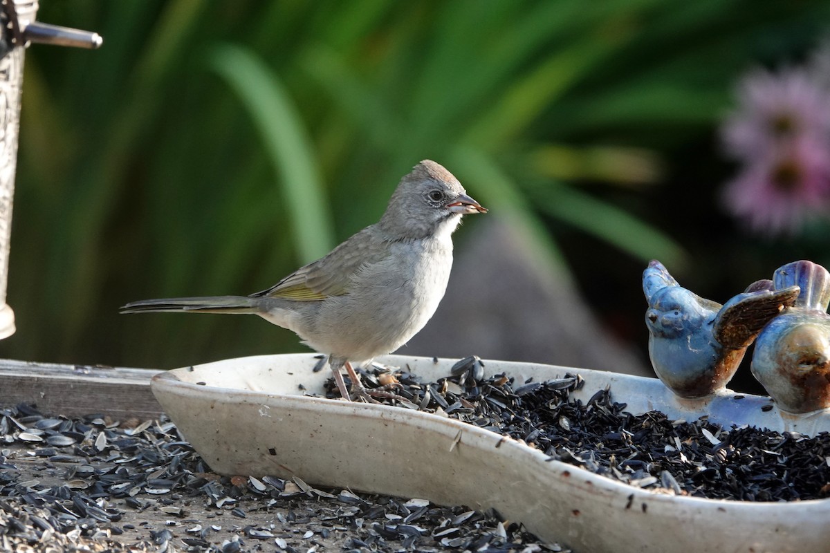Green-tailed Towhee - ML640922713