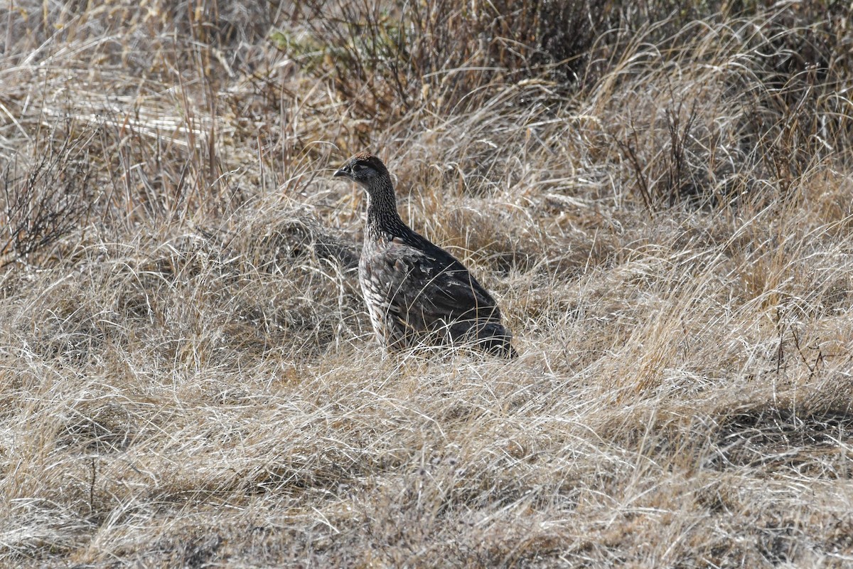 Francolin d'Erckel - ML640922772