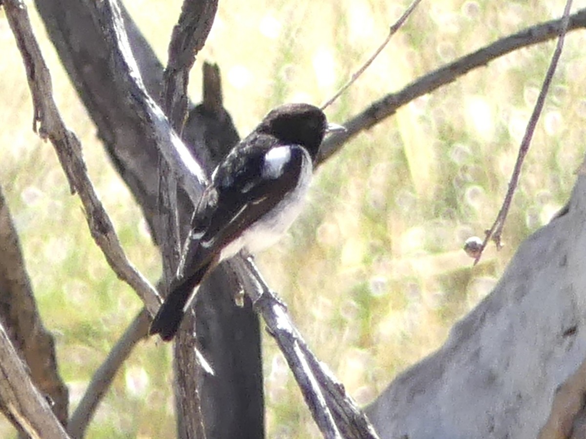 Hooded Robin - ML640922869