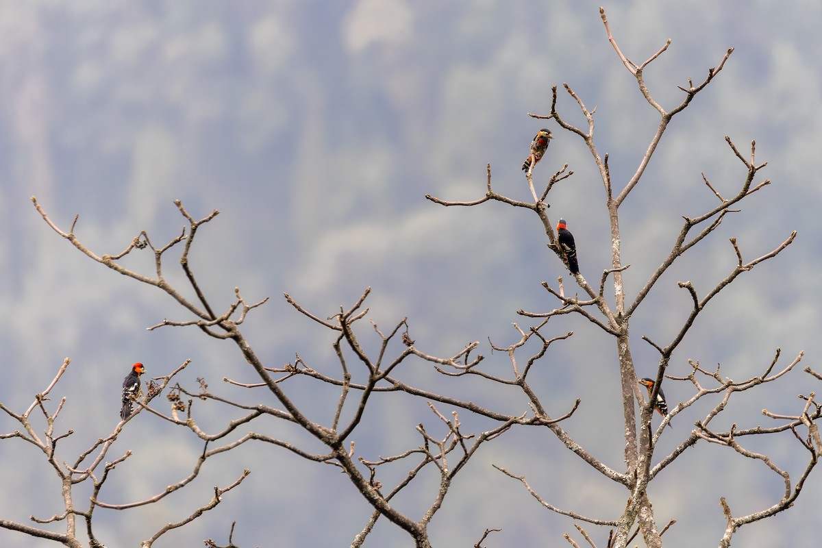 Crimson-naped Woodpecker - ML640922965