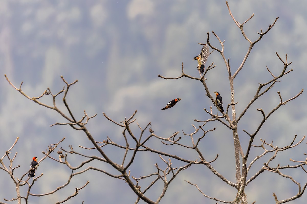 Crimson-naped Woodpecker - ML640922966