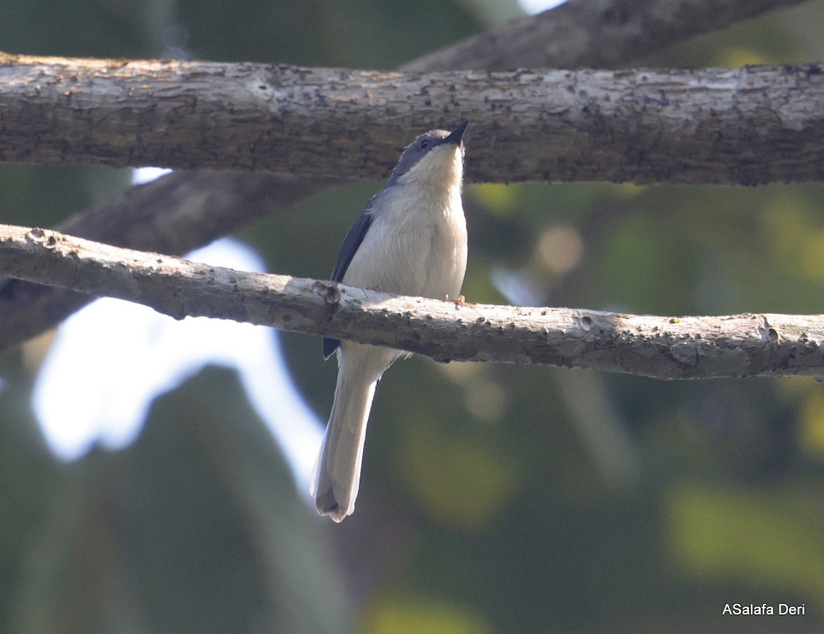 Buff-throated Apalis (Angola) - ML640922976