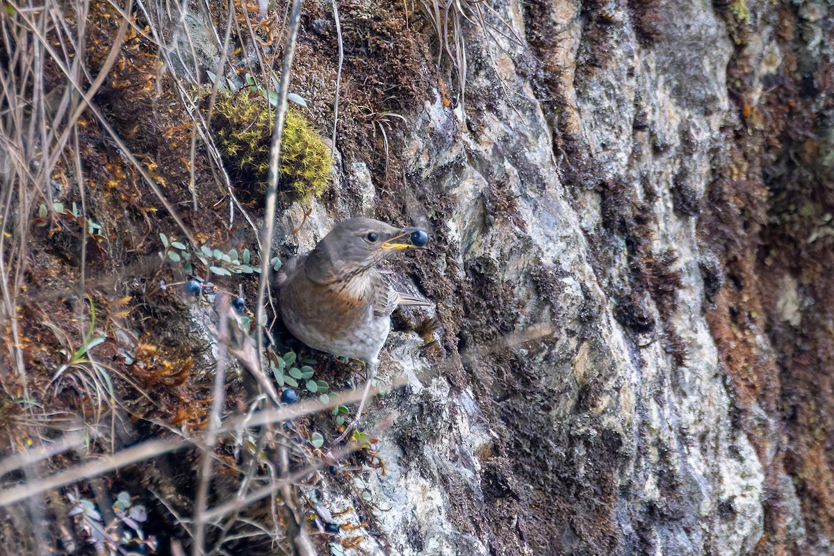 Улаан гүеэт хөөндэй - ML640922999