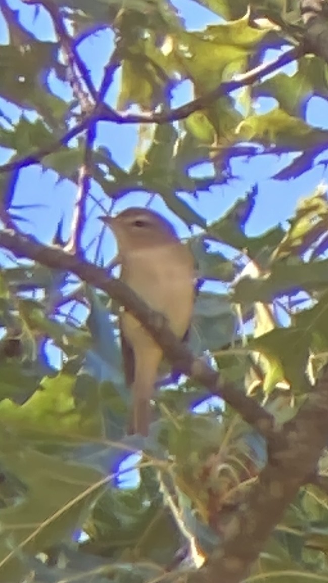 Warbling Vireo (Eastern) - ML640923014
