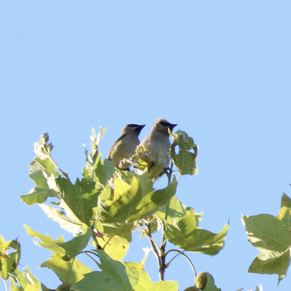 Cedar Waxwing - ML640923018