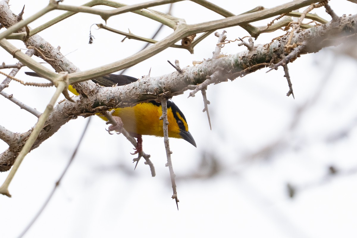 Black-necked Weaver - ML640923019