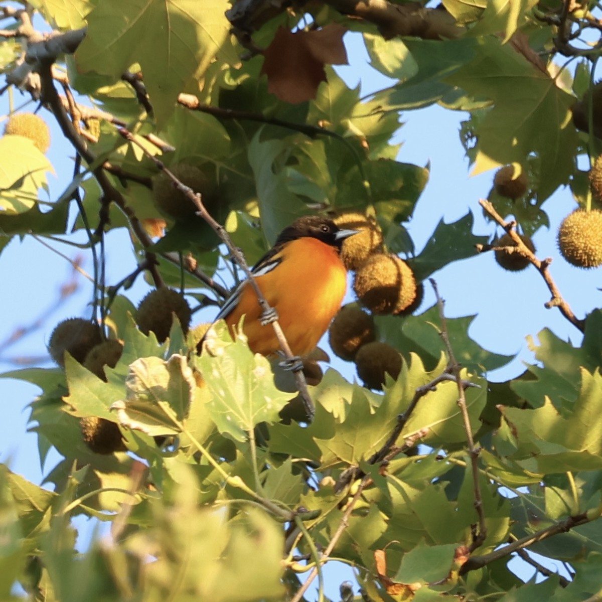 Baltimore Oriole - ML640923031